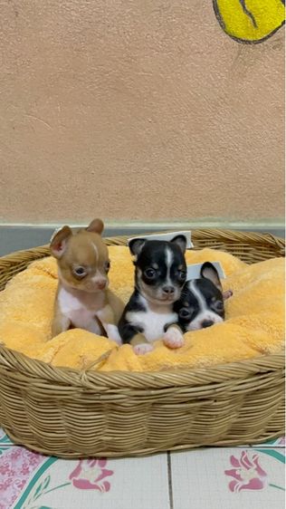 ชิวาวา (Chihuahua) เล็ก ชิวาสว่ขนสั้น