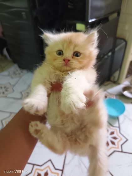 ลูก แมว เปอร์เซีย