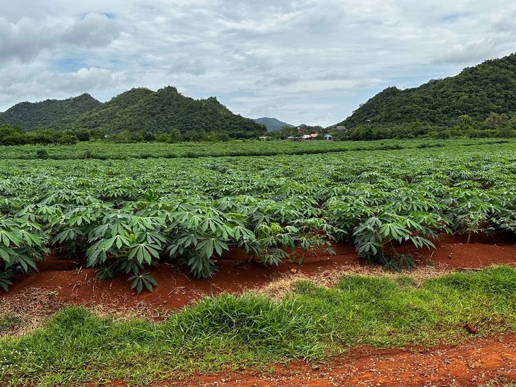 ที่ดินเขาใหญ่ วิวเขาสวย 360 องศา  16ไร่ ขายถูก ทำเลดีวิวสวย เก็งกำไรได้ดี หรือ จัดแบ่งแปลงขาย รูปที่ 2