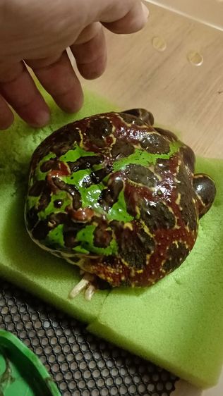กบ Hornfrog