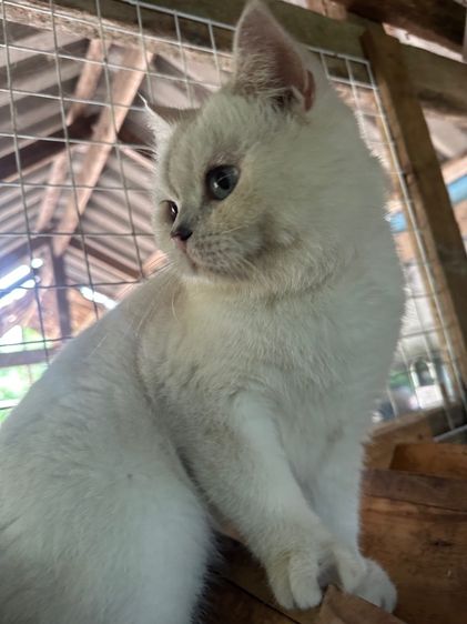 แมวบริติช ช็อตแฮร์ รูปที่ 3