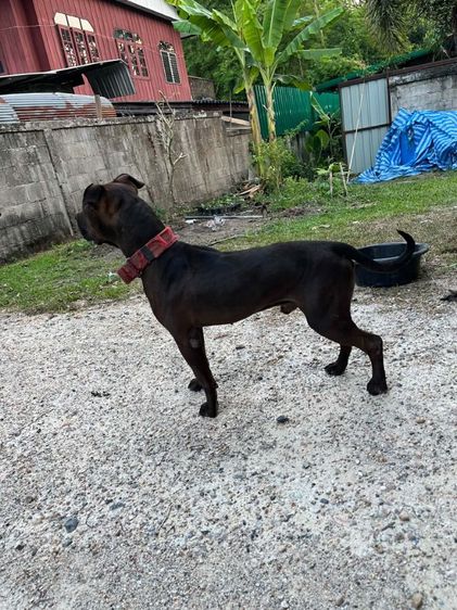 American pitbullterrier เพศผู้  รูปที่ 2
