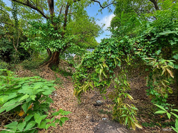 ขายที่ดิน 93 ตร.วา คูคต ลำลูกกา ใกล้ รพ.บีแคร์ เหมาะสร้างบ้านเดี่ยว รูปที่ 4