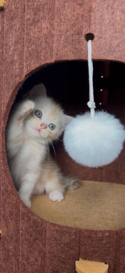 สก็อตติช โฟลด์ (Scottish Fold) แมวสก็อตติชผสมเปอร์เซีย เพศผู้ 2 เดือน