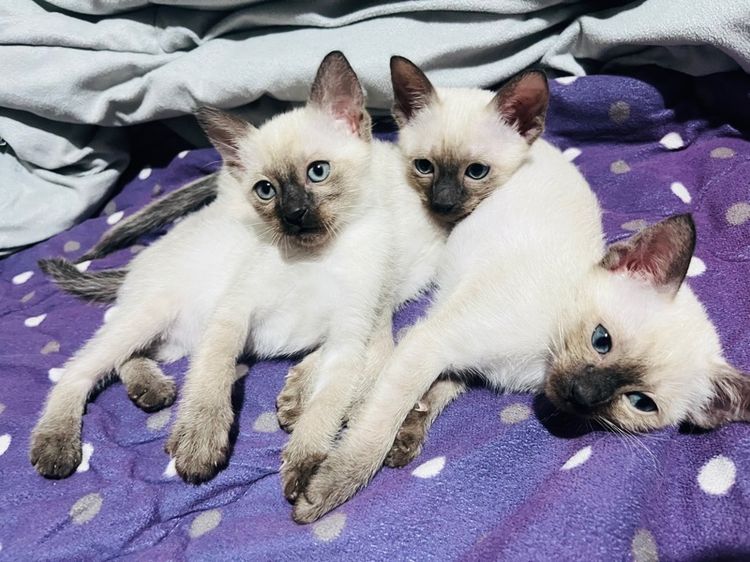 วิเชียรมาศ (Siamese Cat) แมววิเชียรมาศ