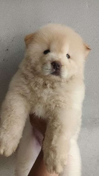เชาเชาเเท้ รูปที่ 5
