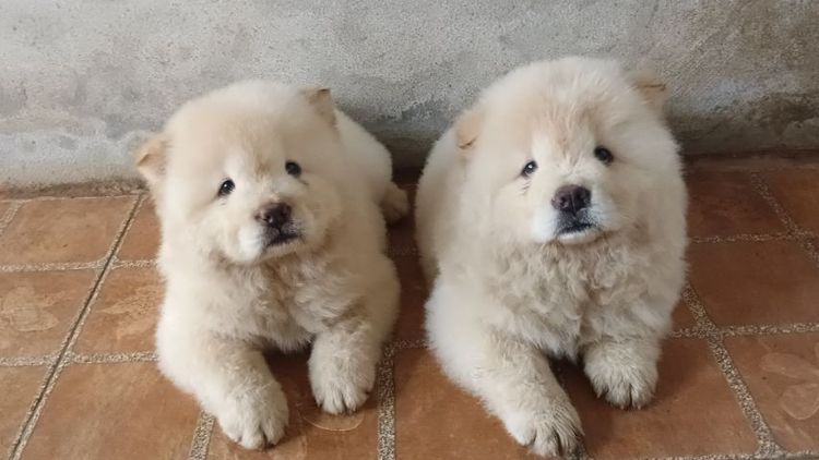 เชาเชาเเท้ รูปที่ 4