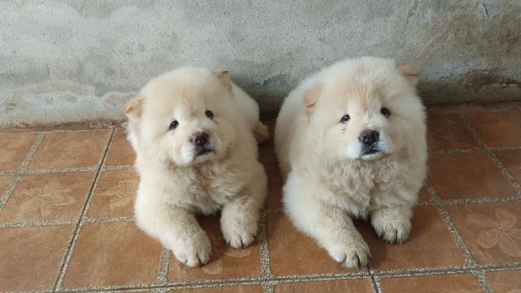 เชาเชาเเท้ รูปที่ 6