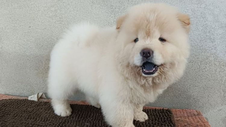 เชาเชาเเท้ รูปที่ 2