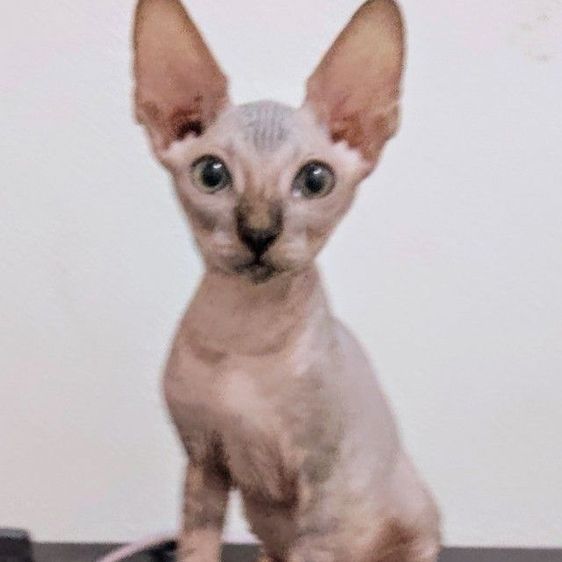 สฟิงซ์ (Sphynx) sphynxเด็กชายขายาวสีบลูค่ะ