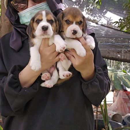 บีเกิล (Beagle) เล็ก ลูกสุนัขบีเกิ้ลเพศผู้ พร้อมใบเพ็ด