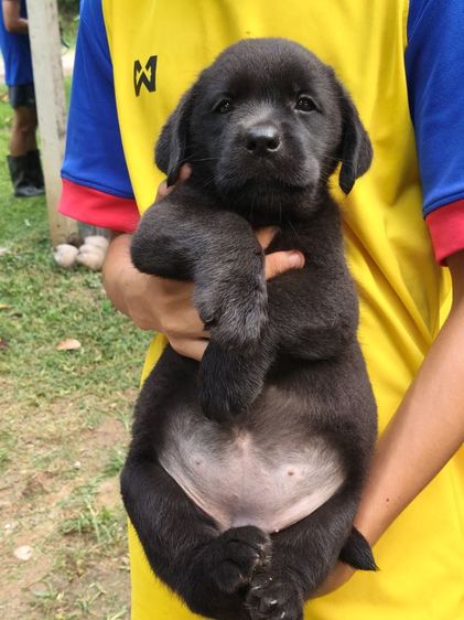 น้องลาบราดอร์เพศหญิงกำลังมองหาครอบครัวที่อบอุ่นเป็นมิตรที่ดีน้องสายพันธุ์แท้100สอบุามแอ้ดไลน์หรือโทร0813643191ค่ะ รูปที่ 16