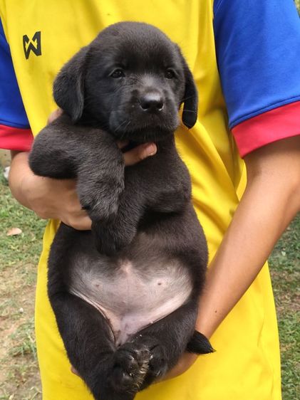 น้องลาบราดอร์เพศหญิงกำลังมองหาครอบครัวที่อบอุ่นเป็นมิตรที่ดีน้องสายพันธุ์แท้100สอบุามแอ้ดไลน์หรือโทร0813643191ค่ะ รูปที่ 14