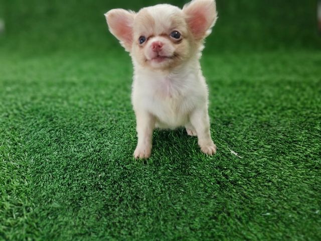 ชิวาวา (Chihuahua) 3000
