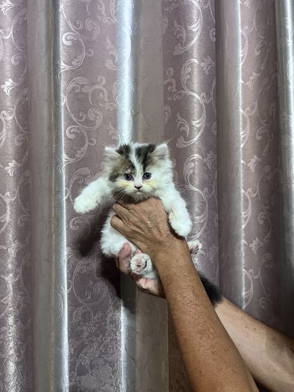 ขายลูกแมวเปอเซีย