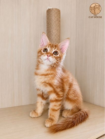 เมนคูน (Maine Coon) เมนคูน