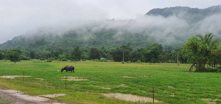 ที่ดินสวยวิวเขาใหญ่  วิวน้ำตกเขาน้ำโจร ใกล้อ่างเก็บน้ำห้วยปรือ อากาศดีมาก ต.เขาพระ อ.เมืองนครนายก