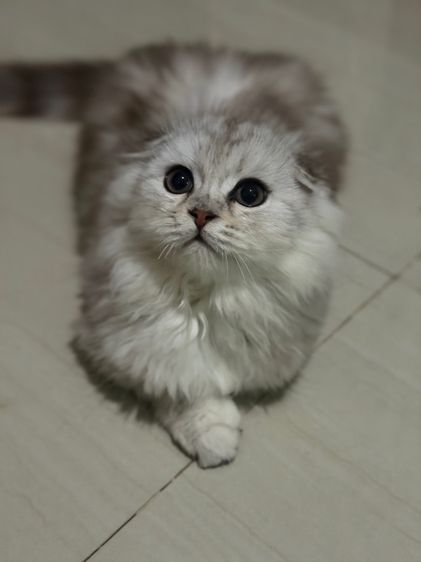 สก็อตติช โฟลด์ (Scottish Fold) ลูกแมว สก็อตติซ โฟลด์ ขนยาว แท้
