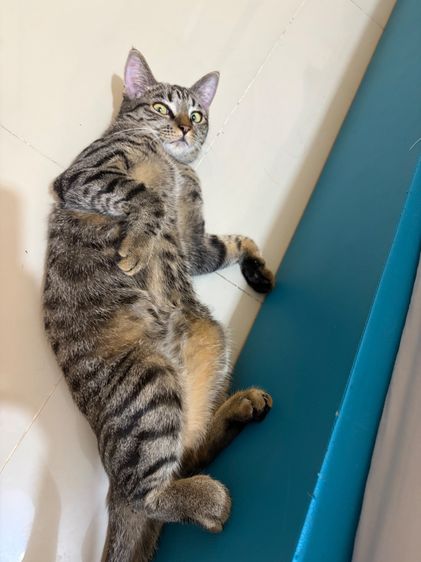 อื่นๆ น้องแมวพันธ์ผสมให้ฟรี