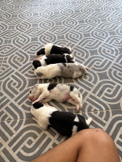 Boder Collie (พ่อกับแม่มีใบเพ็ดดีกรี)