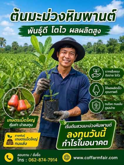 🌱มะม่วงหิมพานต์พันธุ์เกษตรเม็ดใหญ่ Coffarmfair สูง 45 ซม. ทนแล้ง ลูกดก ชุด 200 ต้นส่งฟรี