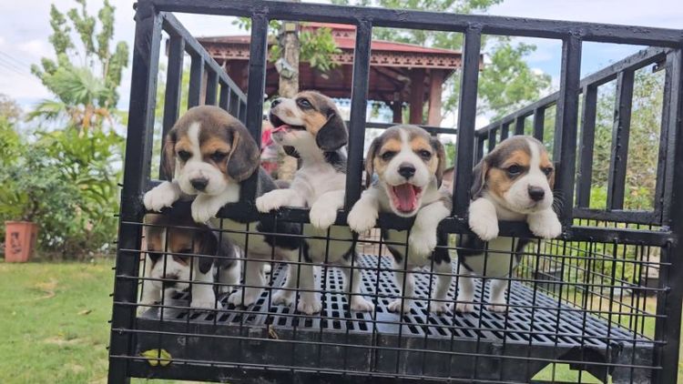บีเกิล (Beagle) เล็ก ลูกสุนัขบีเกิ้ล