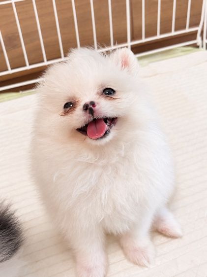  ปอมเมอเรเนียน (Pomeranian)