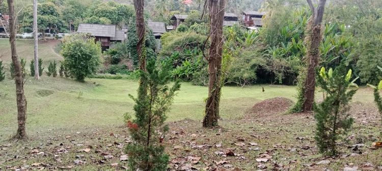 ขายที่ดินวิวภูเขา หางดง เชียงใหม่ 📍 หางดง เชียงใหม่ รูปที่ 3