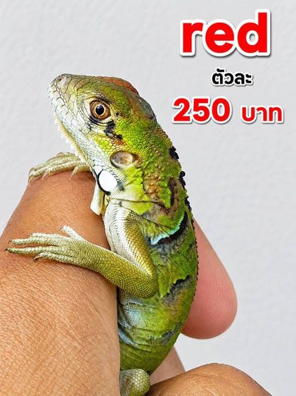 อีกัวน่า 150
