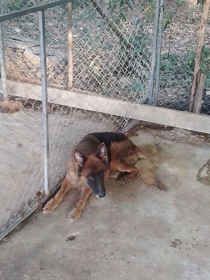 เยอรมันเชพเพิร์ด (German Shepherd) ใหญ่ ขายแม่พันอาเซเชียล