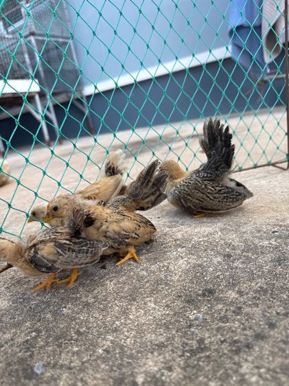 ไก่แจ้