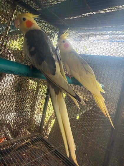 นกพร้อมทำบ่างคู่ไข่แล้ว รูปที่ 2