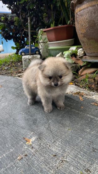 ปอมแท้รังสิต ส่งได้ทุกจังหวัด รูปที่ 2