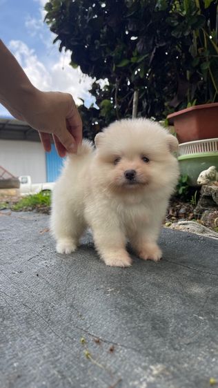ปอมแท้รังสิต ส่งได้ทุกจังหวัด