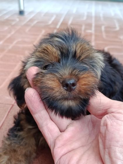 ยอร์คเชียร์ เทอร์เรีย (Yorkshire Terrier) เล็ก ขายลูกยอร์คเชียร์ราคาเบาเบา 