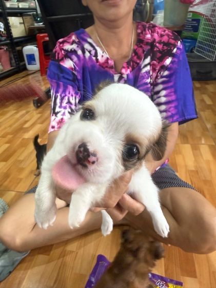 ลูกสุนัขชิวาวา
