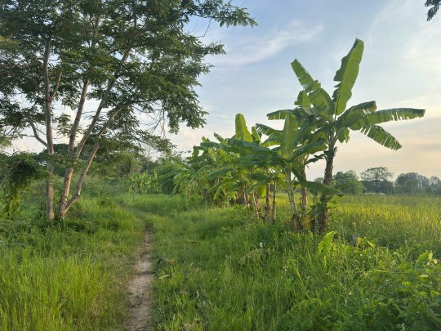 ใช่ ขายที่ดินเชียงใหม่ติดถนนติดแม่น้ำ รูปที่ 2