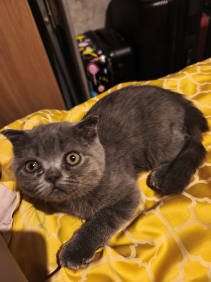  บลู ดช😻😸