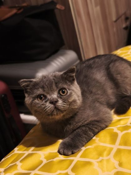  บลู ดช😻😸