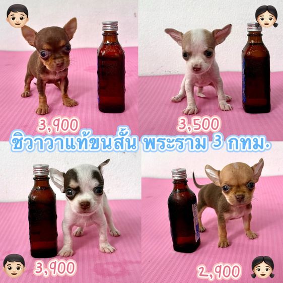 ชิวาวาแท้ ขนสั้น ไซต์จิ๋ว