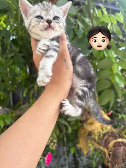 แมว