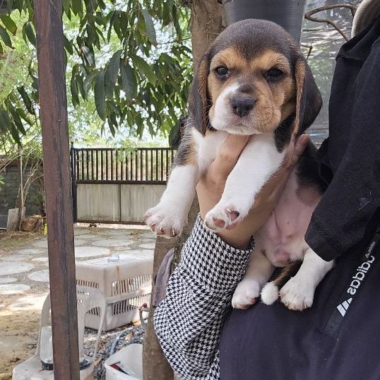 บีเกิล (Beagle) เล็ก ลูกสุนัขบีเกิ้ลเพศเมีย มีใบเพ็ด