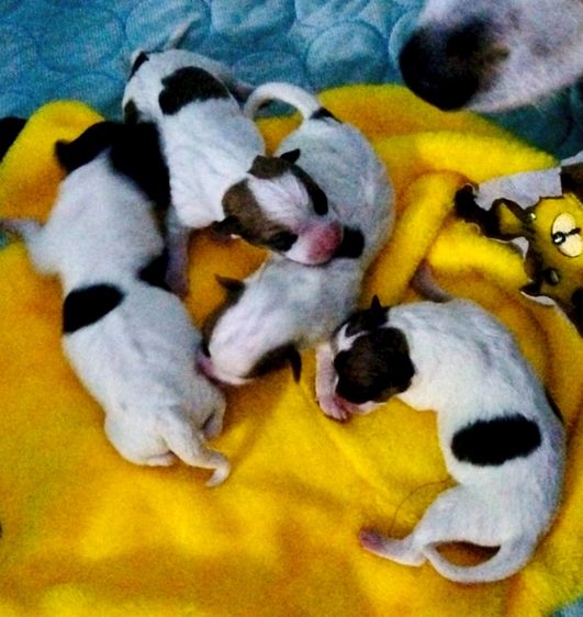 ชิวาวา (Chihuahua) เล็ก สุนัขชิวาวา ไซส์ปกติ