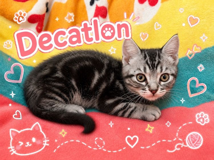 อเมริกัน ชอร์ตแฮร์ (American Shorthair) แมวน้อยอเมริกันชอตแฮร์
