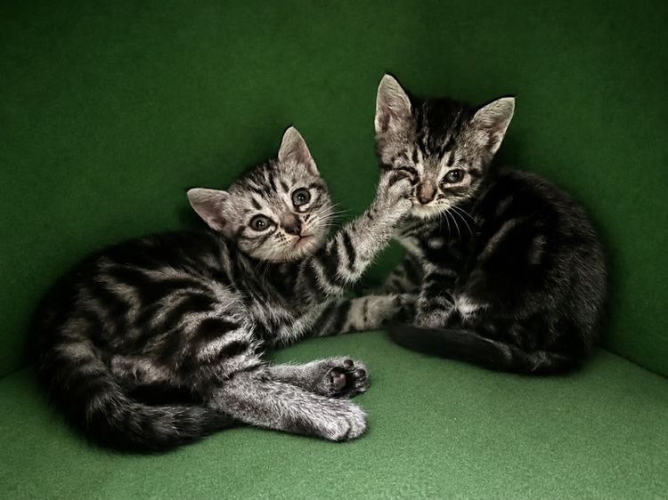 แมวน้อยอเมริกันชอตแฮร์ รูปที่ 4