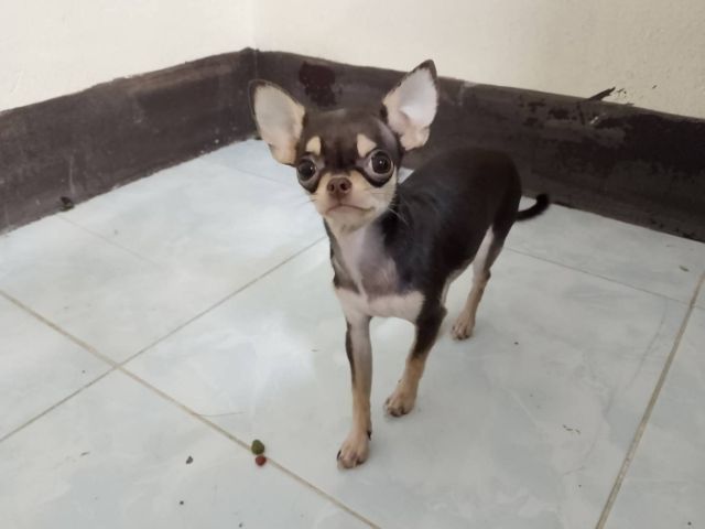 ชิวาวา (Chihuahua) เล็ก ขนสั้น ญ