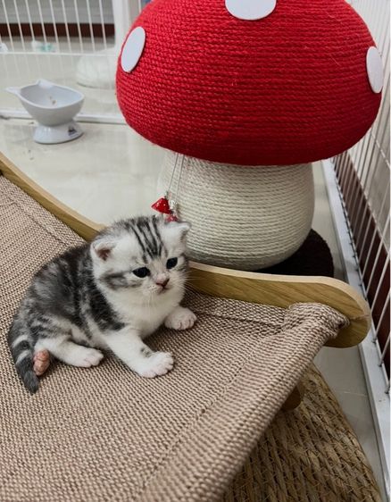 มันช์กิ้น (Munchkin) หาบ้านให้น้องแมว มั้นกิินสก็อต