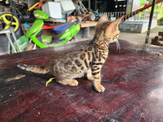 ลูกแมวเบงกอล