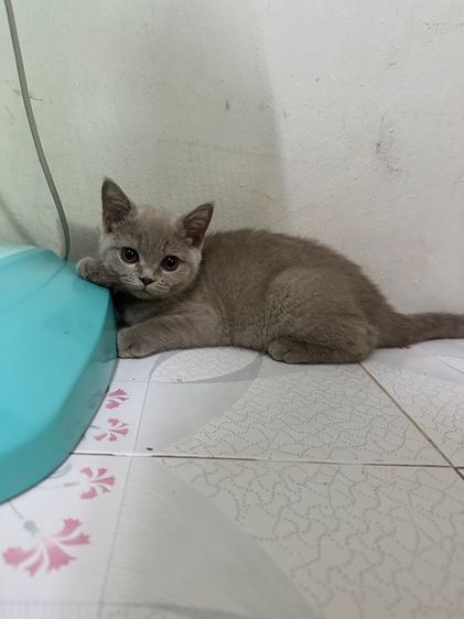 ลดราคา ตัวสุดท้าย บริติช ชอร์ตอฝแฮร์ ญ 