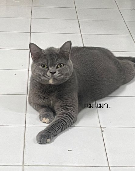 ลดราคา ตัวสุดท้าย บริติช ชอร์ตอฝแฮร์ ญ  รูปที่ 3